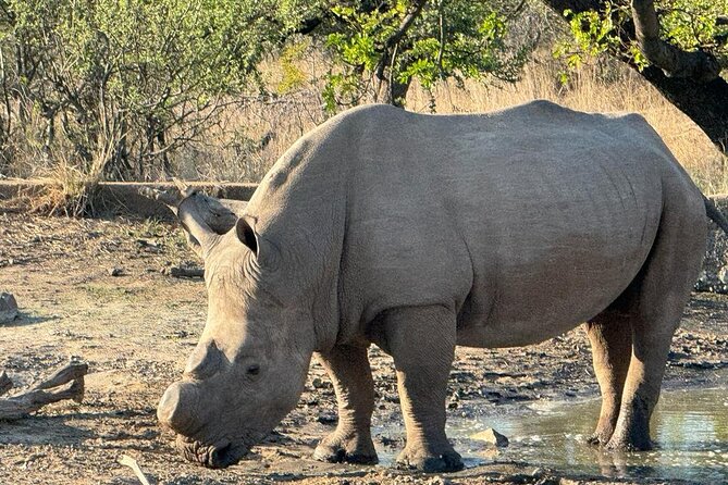 Private Tour to Aquila Game Reserve in Cape Town - See the Big5 - Pickup and Timing