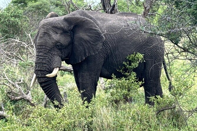 Private Tour to Aquila Game Reserve in Cape Town - See the Big5 - Booking and Cancellation