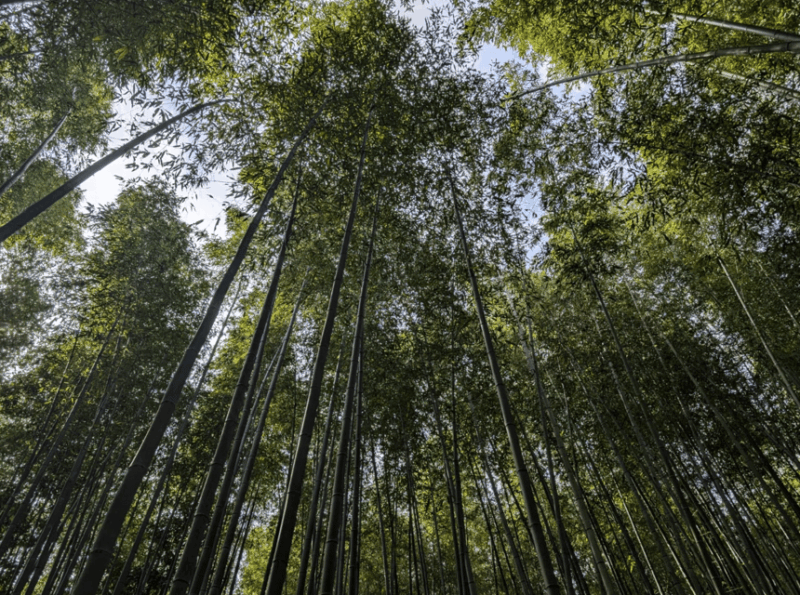 Private Tour To Arashiyama and Uji W/Spanish Speaking Guide - Inclusions