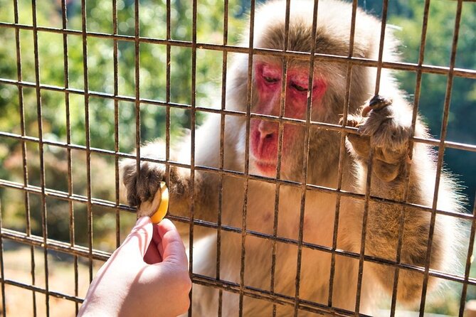 Private Tour to Arashiyama Monkey Park and Arashiyama Highlights - Accessibility and Transportation