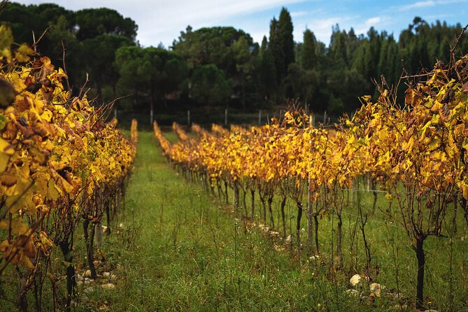 Private Tour to Aveiro, to the Sparkling Wine Cellars and Piglet Tasting - Meeting and Pickup Information