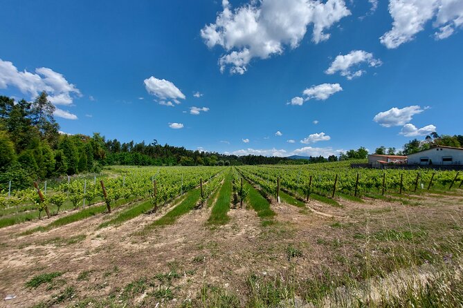 Private Tour to Aveiro, to the Sparkling Wine Cellars and Piglet Tasting - Accessibility and Participation