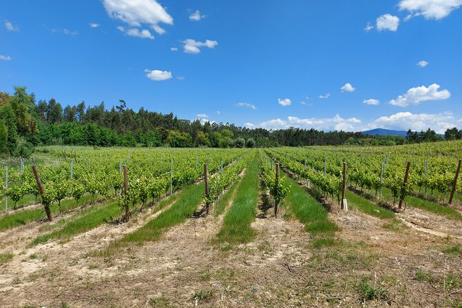 Private Tour to Aveiro, to the Sparkling Wine Cellars and Piglet Tasting - Booking and Cancellation Policy