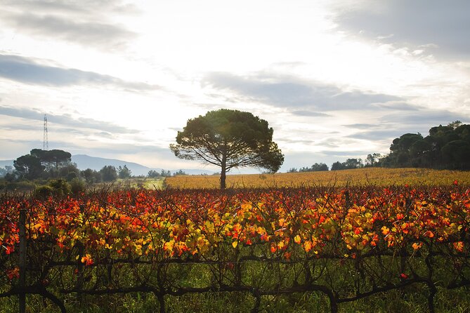 Private Tour to Aveiro, to the Sparkling Wine Cellars and Piglet Tasting - Sparkling Wine Cellars