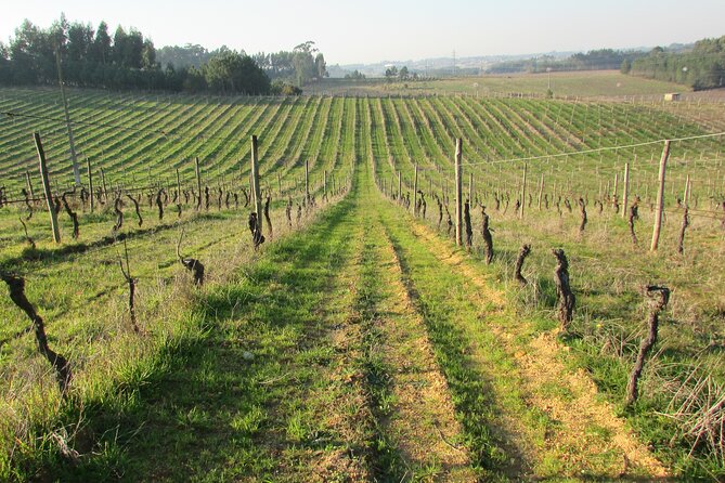 Private Tour to Aveiro, to the Sparkling Wine Cellars and Piglet Tasting - Piglet Tasting