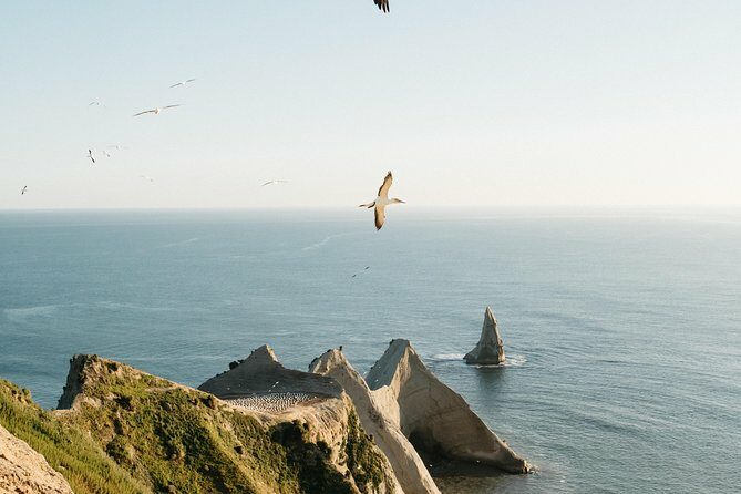 Private tour to Cape Kidnappers Gannet Colony - Who Is This Tour Best Suited For?