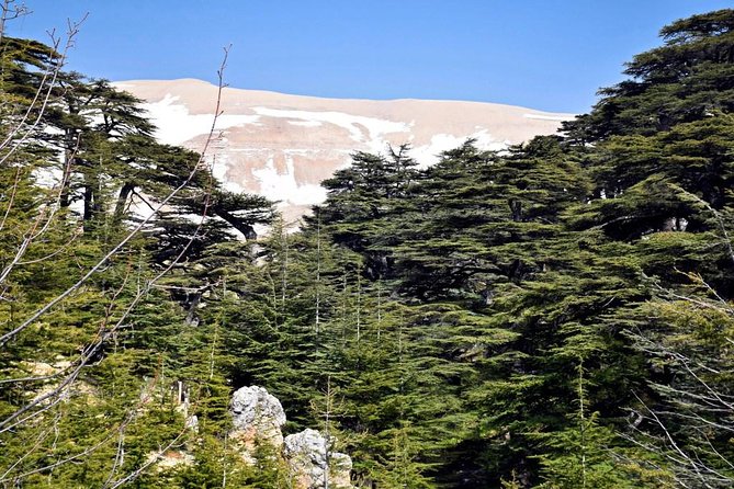 PRIVATE Tour to Cedars of God, Besharre & Qozhaya Valley - Historical Significance of the Sites