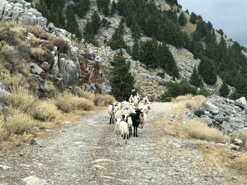 Private Tour to Cretan Villages of Apokoronas & Profit Ilias - Highlights and Activities