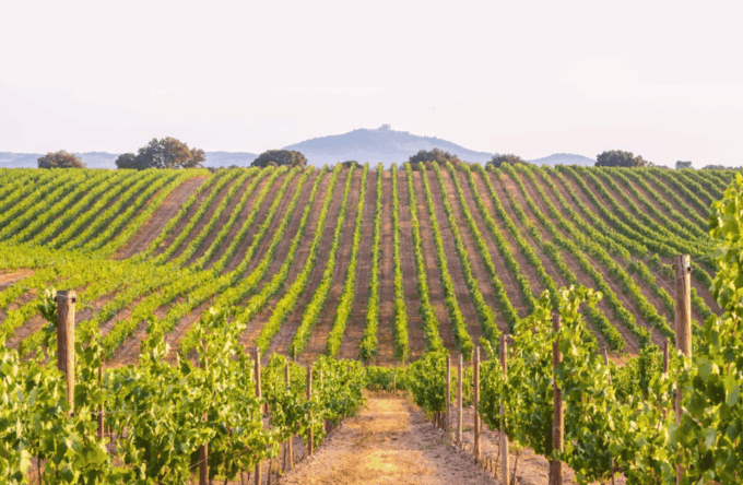 Private Tour to Discover Alentejo Wines - Personalized Transportation