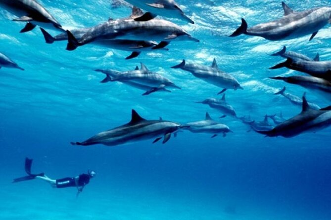 Private Tour to Dolphins, KuzaCave, and The Rock Restaurant - Dolphin Sightings