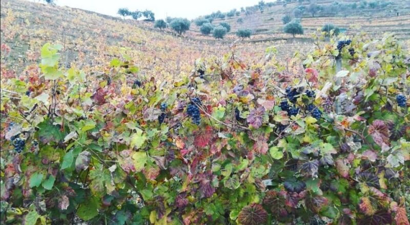 Private Tour to Douro - Winery Visit and Tasting