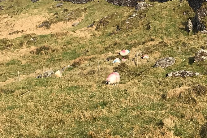 Private Tour to Gougane Barra and Glengarriff - Recap
