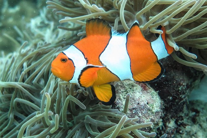 Private Tour to Hong Islands & 4 Islands With Sunset & Night Snorkel - Exploring Hong Islands