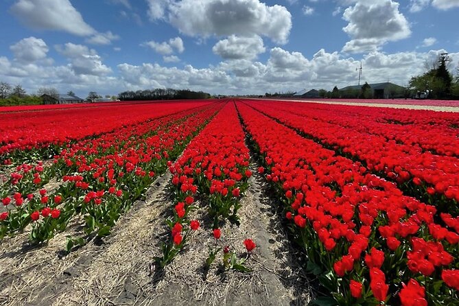 Private Tour to Keukenhof Gardens With Guide - Full Day Tour From Amsterdam - Knowledgeable and Flexible Guides