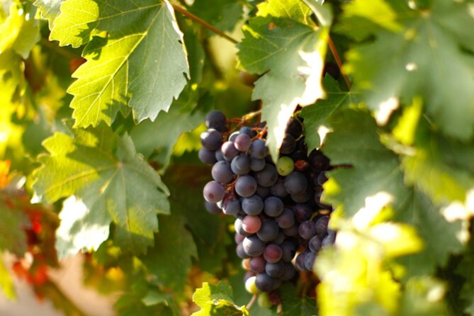 Private Tour to Khor Virap, Areni Cave or Winery, Noravank, Jermuk, Waterfall - Booking and Review