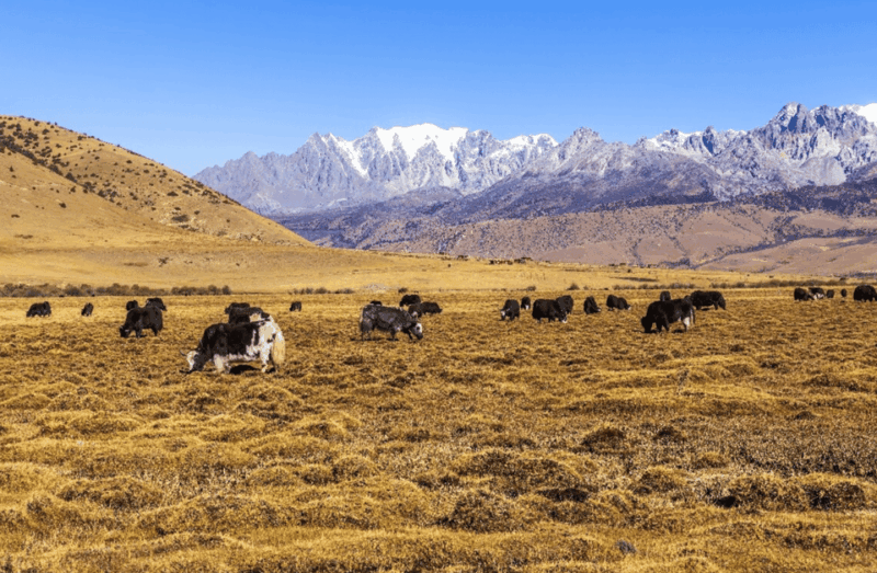 Private Tour to Lijiang Jade Dragon Snow Mountain With Lunch - Local Culture