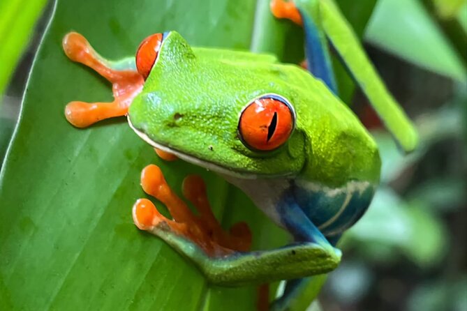 Private Tour to Llanos De Cortés Falls and Rainforest - Booking and Pricing