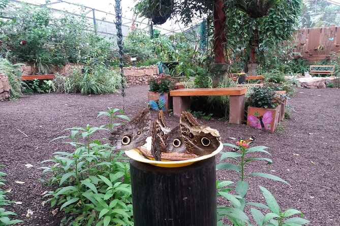 Private Tour to Mindo With Hummingbird Reserve, Tarabita and Butterfly Farm - Hummingbird Reserve Experience