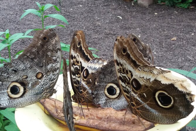 Private Tour to Mindo With Hummingbird Reserve, Tarabita and Butterfly Farm - Butterfly Farm Exploration