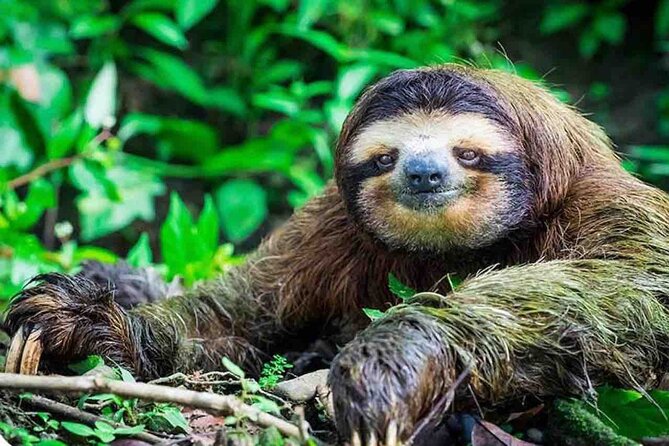 Private Tour to Monkey Island and Sloth Sanctuary in Gamboa - Key Points