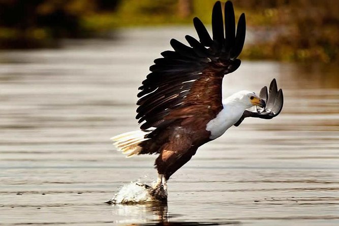 Private Tour to Mount Longonot and Optional Boat Ride on Lake Naivasha - Breathtaking Views of the Rift Valley