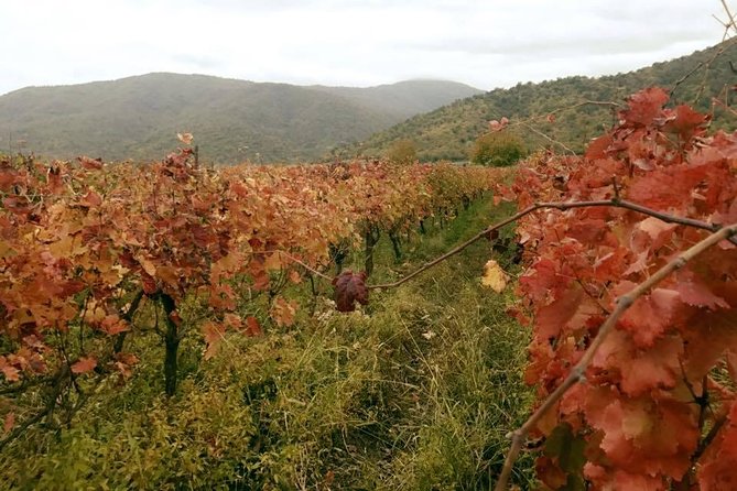 Private Tour to Mtskheta and Georgian Wine Tasting From Tbilisi - Discovering Château Mukhrani Winery