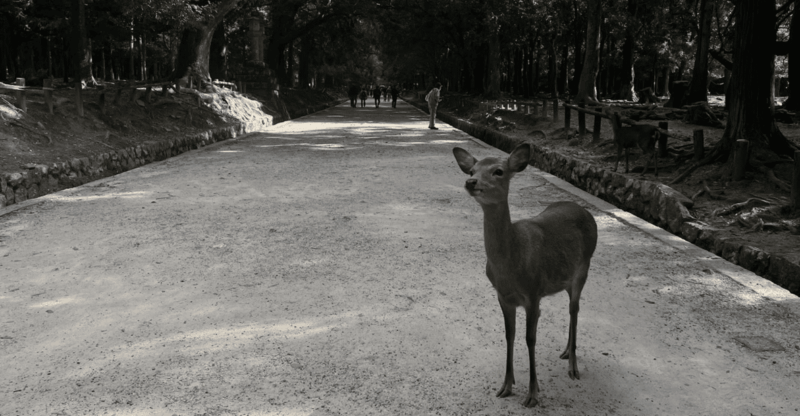 Private Tour to Nara and Inari With Spanish-Speaking Guide - Itinerary Highlights