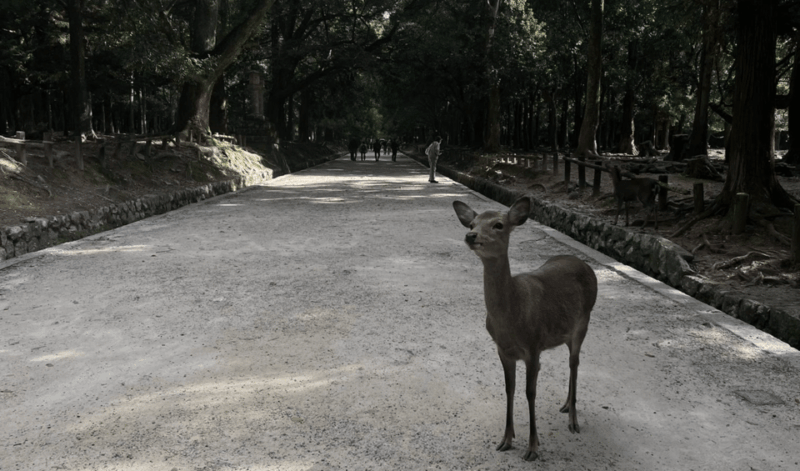 Private Tour to Nara and Inari With Spanish-Speaking Guide - Important Notes