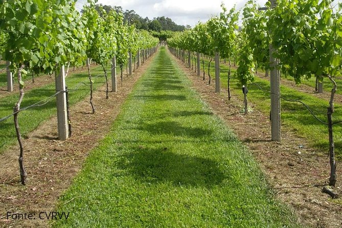Private Tour to Ponte De Lima, Vinho Verde Region - Dining and Tastings