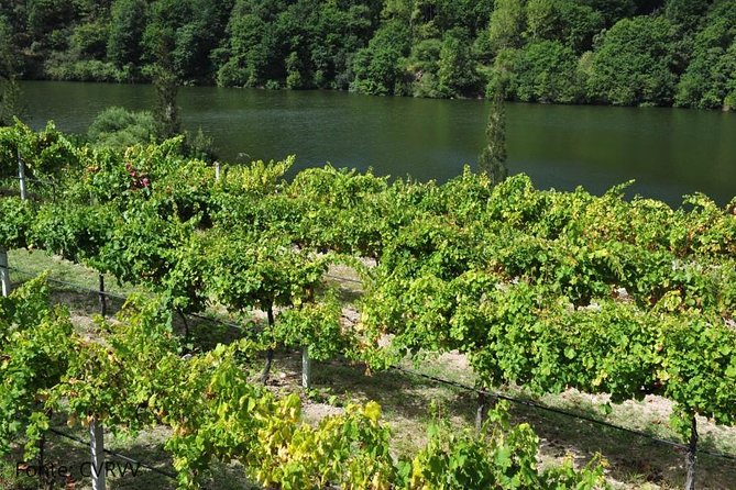 Private Tour to Ponte De Lima, Vinho Verde Region - Feedback and Reviews