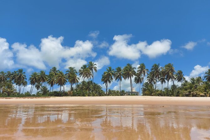 Private Tour to Praia Do Forte and Praia De Guarajuba From Salvador - Scenic Coastal Stops