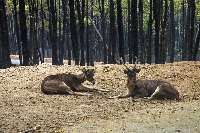 Private Tour To Safari Park & Waterfall (From Surabaya/Malang) - Itinerary