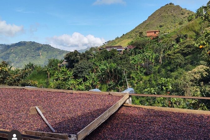 Private Tour to Santa Fe De Antioquia Town & Coffee Farm. - Key Points