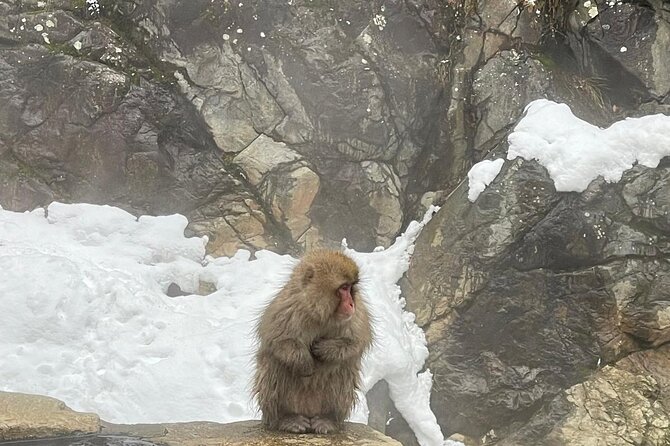 Private Tour to Snow Monkey, Zenkoji Temple & Hot Springs Nagano - Included in the Tour Package