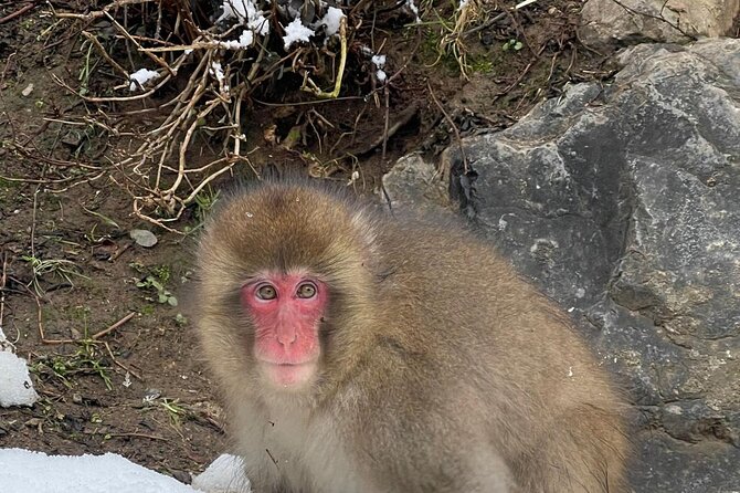 Private Tour to Snow Monkey, Zenkoji Temple & Hot Springs Nagano - Hot Springs Relaxation