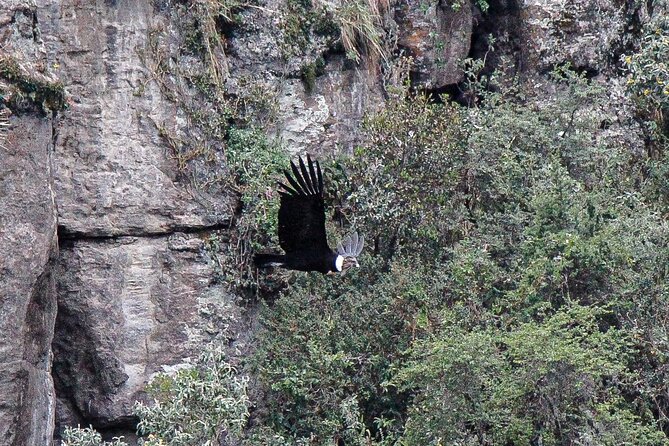 Private Tour to Spotting Condors at Antisana Volcano All Included - Timing and Pickup Points