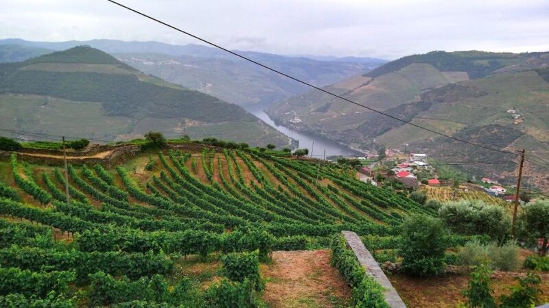 Private Tour to Stunning Douro Valley and Renowned Wineries - Gastronomy and Wine Tasting