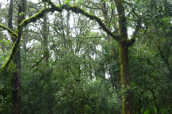 Private Tour to Suba Forest and Highest Peak With Lunch - Key Points