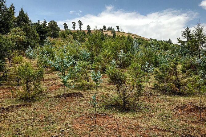 Private Tour to Suba Forest and Highest Peak With Lunch - Pricing Details