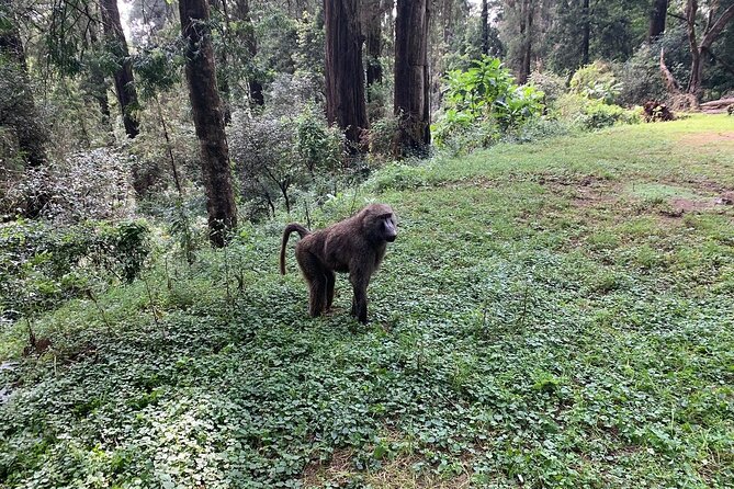 Private Tour to Suba Forest and Highest Peak With Lunch - Inclusions and Exclusions
