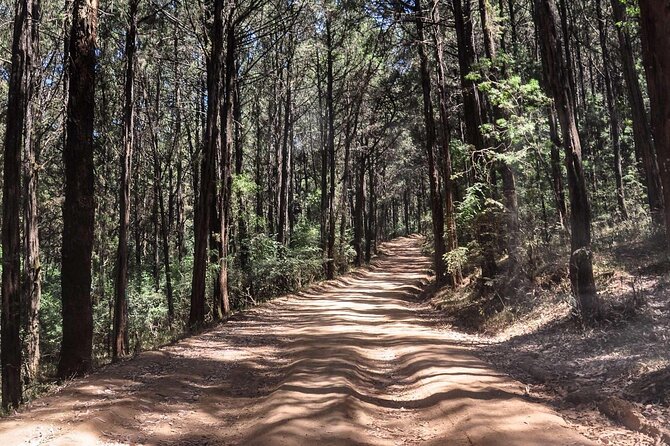 Private Tour to Suba Forest and Highest Peak With Lunch - Pickup and Transportation