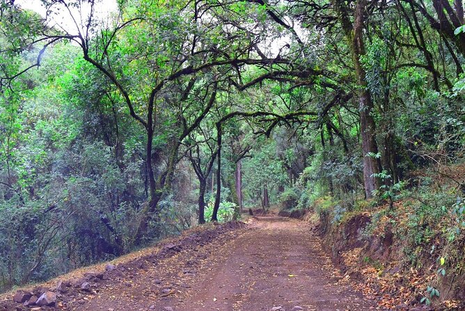 Private Tour to Suba Forest and Highest Peak With Lunch - Accessibility Information