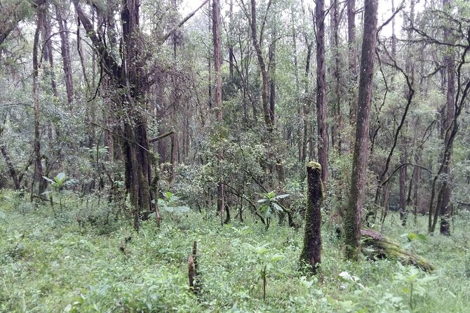 Private Tour to Suba Forest and Highest Peak With Lunch - Booking Process