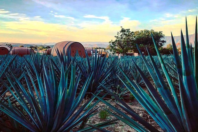 Private Tour to Tequila Unique Experience Price Groups of up to 4 - Highlights of the Tour