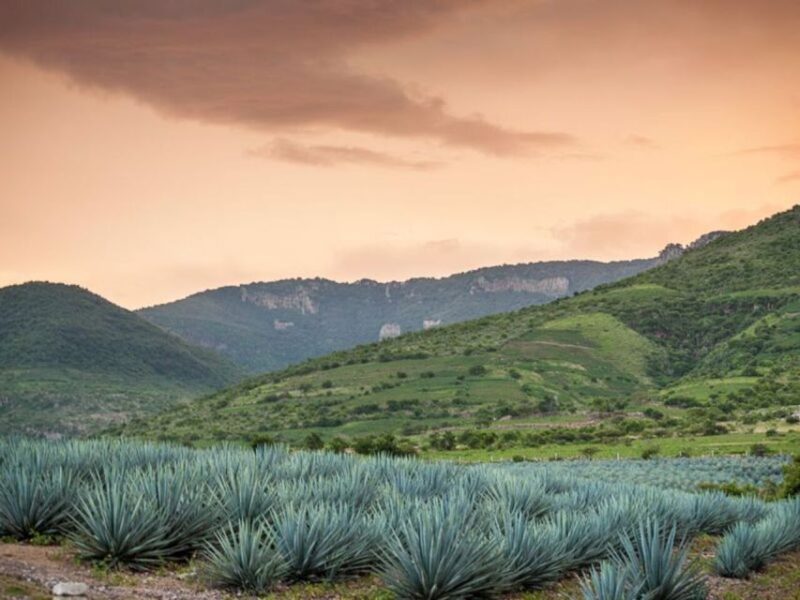Private Tour to Tequilera Corralejo and Archaeological Zone - Hacienda De Corralejo