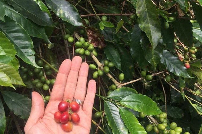 Private Tour to the Hacienda Cafetera - Coloma - Key Points
