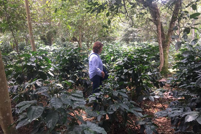 Private Tour to the Hacienda Cafetera - Coloma - Private Transportation and Pickup Options