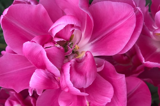 Private Tour to the Keukenhof - Customizing Your Itinerary
