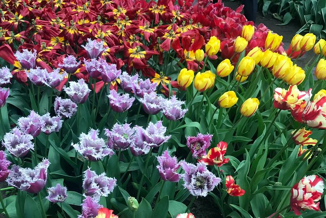 Private Tour to the Keukenhof - Guest Feedback and Recommendations