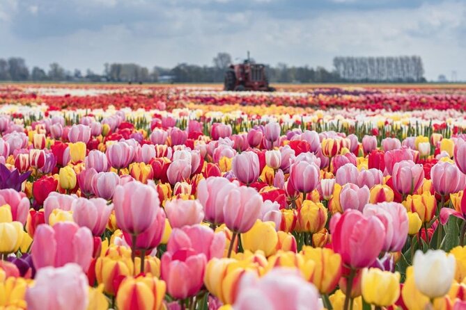 Private Tour to the Tulip Experience With Keukenhof Visit - Key Points